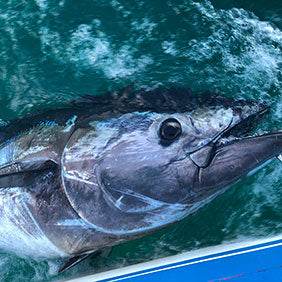 Bluefin Tuna Fishing Tackle & Equipment