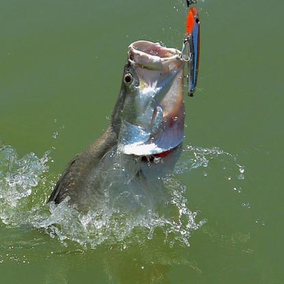 Halco Laser Pro 190 DD Trolling Lure