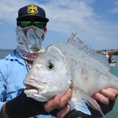 Halco Roosta Popper 135 Surface Lure