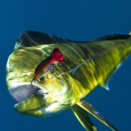 Halco Roosta Popper 195 Haymaker Surface Lure