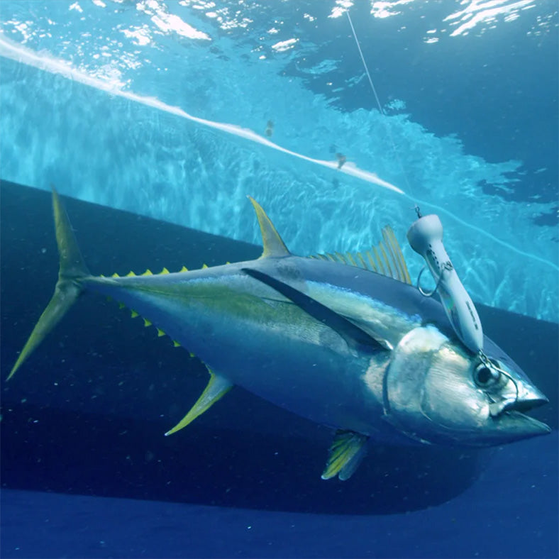 Nomad Chug Norris Popper