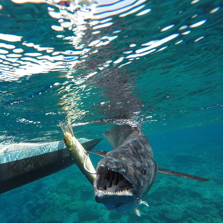 Nomad DTX Minnow Lure