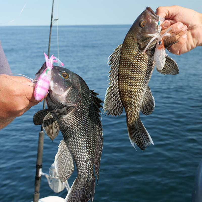 Nomad Squidtrex Vibe Lure