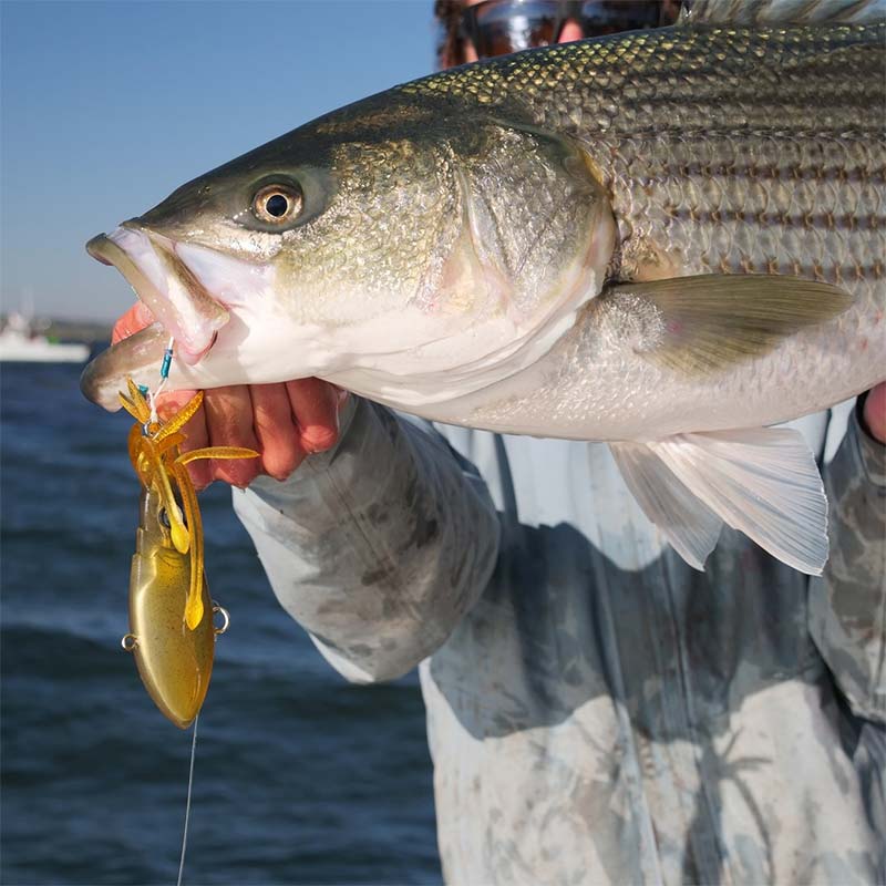 Nomad Squidtrex Vibe Lure