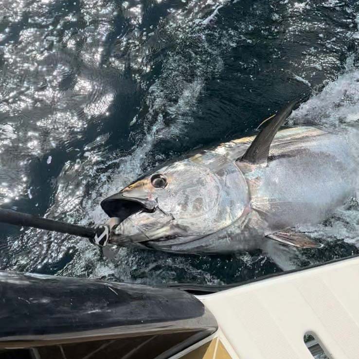 Seanox Tuna and Big Game Fish Grip