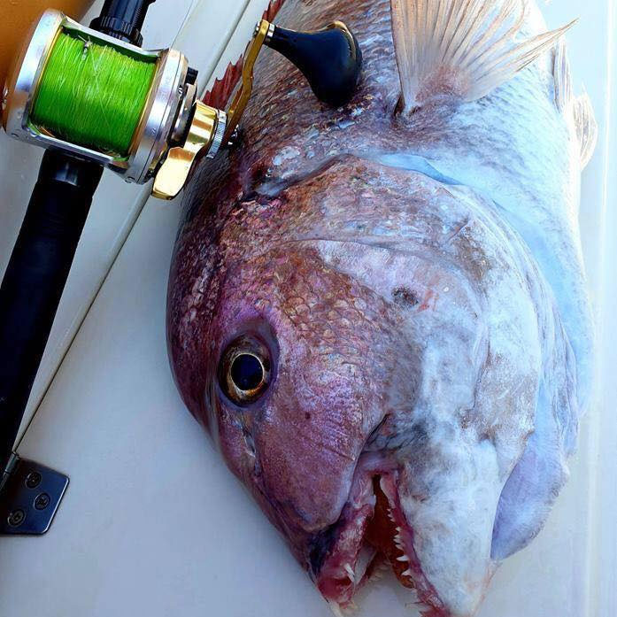 Shimano Talica / Talica II Lever Drag Reel