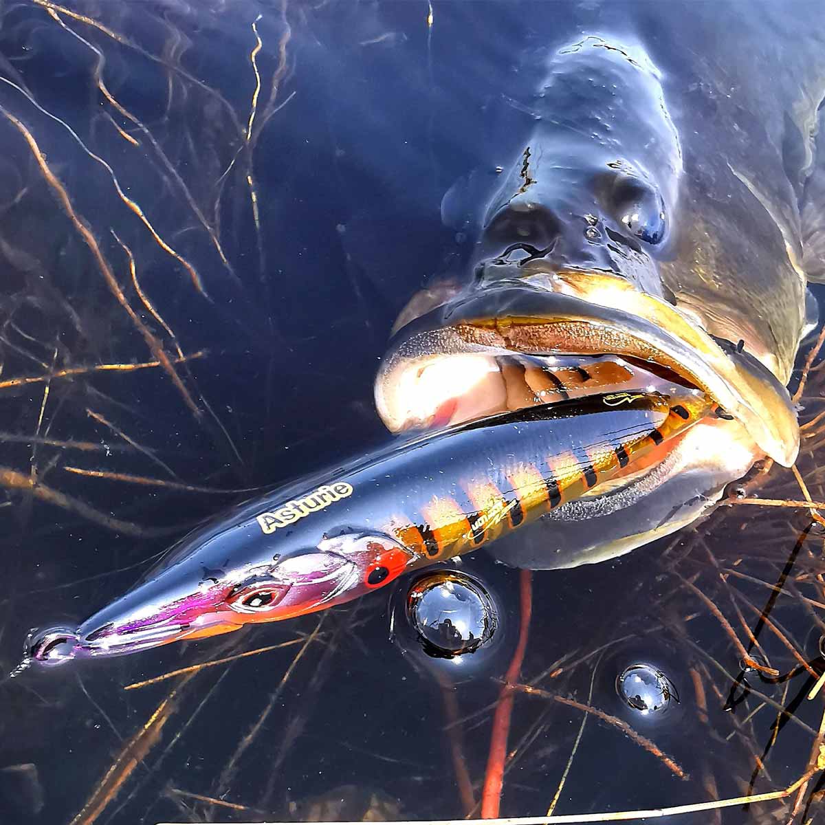 Xorus Asturie Bass Fishing Lure