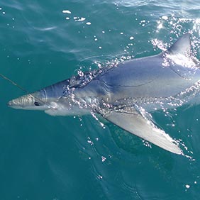 2018 UK Shark Fishing Season Guide