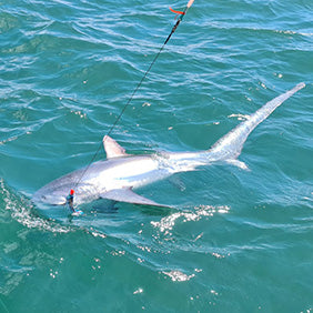 Thresher Shark Fishing in the UK