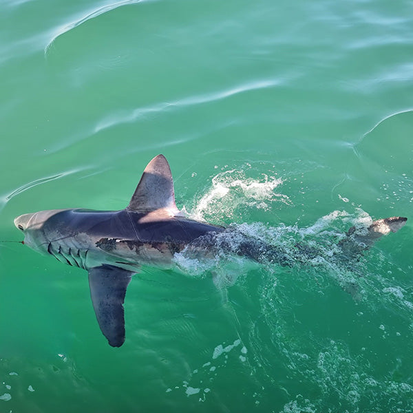 UK Shark Fishing Tips & Advice Guide