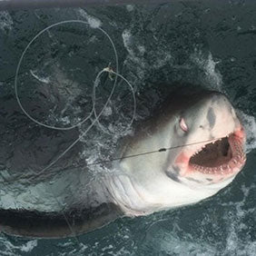 Rok Max Customer Stuart Catches Monster Porbeagle!