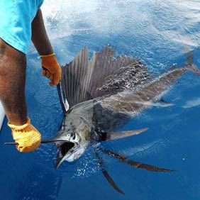 Big Game Fishing in Kenya with Kingfisher Sports Fishing