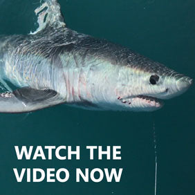 Rok Max Customer Stuart Catches Porbeagle Shark