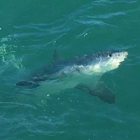 Rok Max Customer Stuart Catches Twin Thresher Sharks!