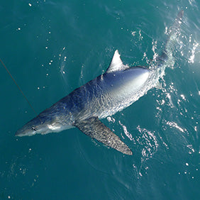 Blue Shark Fishing Tackle & Gear