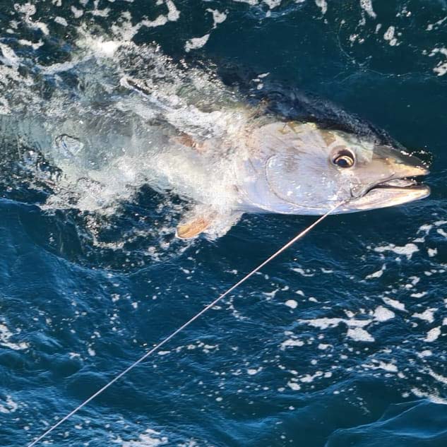 Commercial Tuna Fishing Rods, Reels & Gear