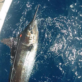 Big Game Fishing Leaders & Wire Materials