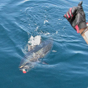 Fluorocarbon, Monofilament & Wire Leader Materials