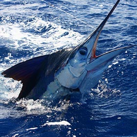 Marlin Fishing Tackle & Gear