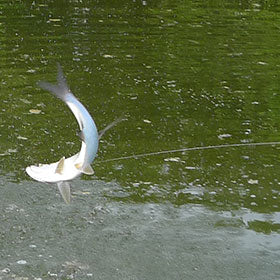 Saltwater Leaders, Tippet & Bite Traces