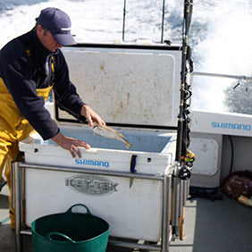 Shark Chumming Kit & Bait Preparation