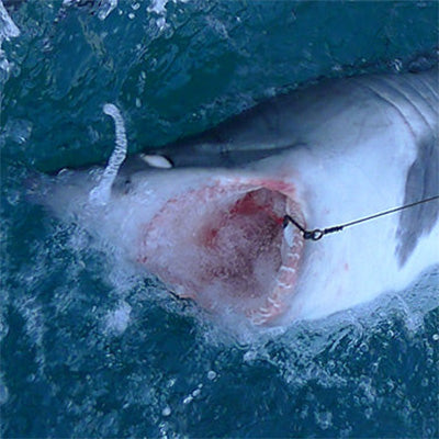 Shark Fishing Hooks