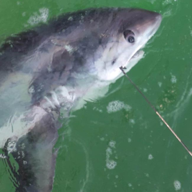 Shark Fishing Wire, Traces & Rigs