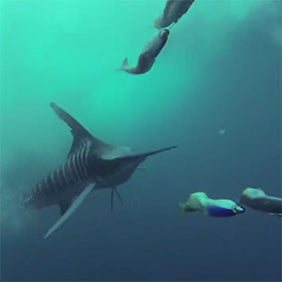 Teasers, Daisy Chains & Spreader Bars for Big Game Fishing