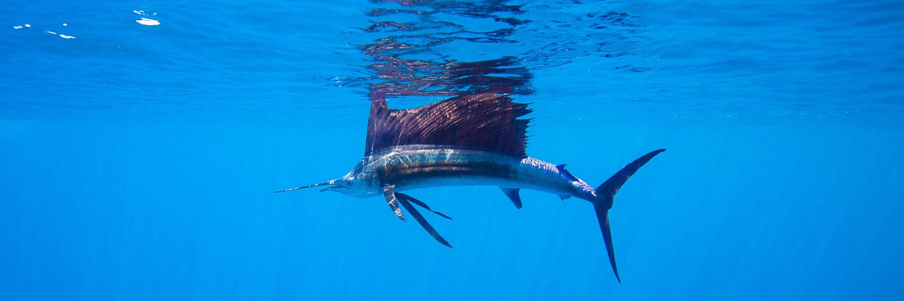 Big Game Fishing Tackle, Gear & Equipment