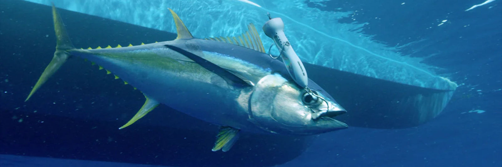 Bluefin popping with spinning gear