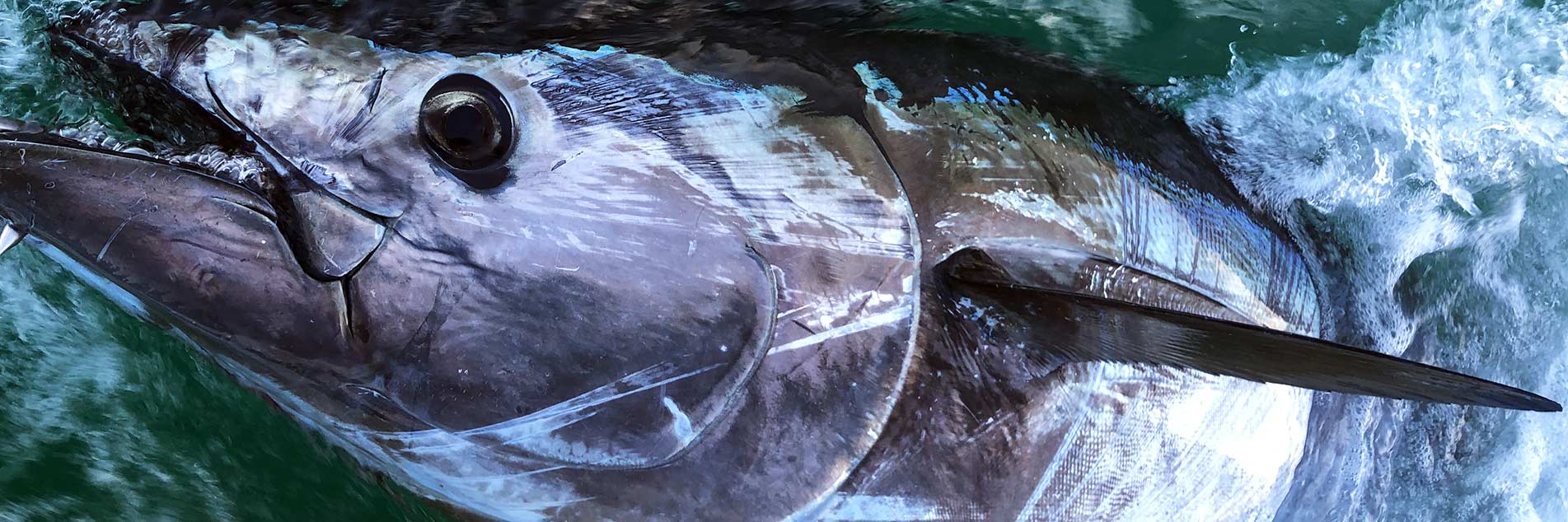 Bluefin Tuna Fishing Tackle