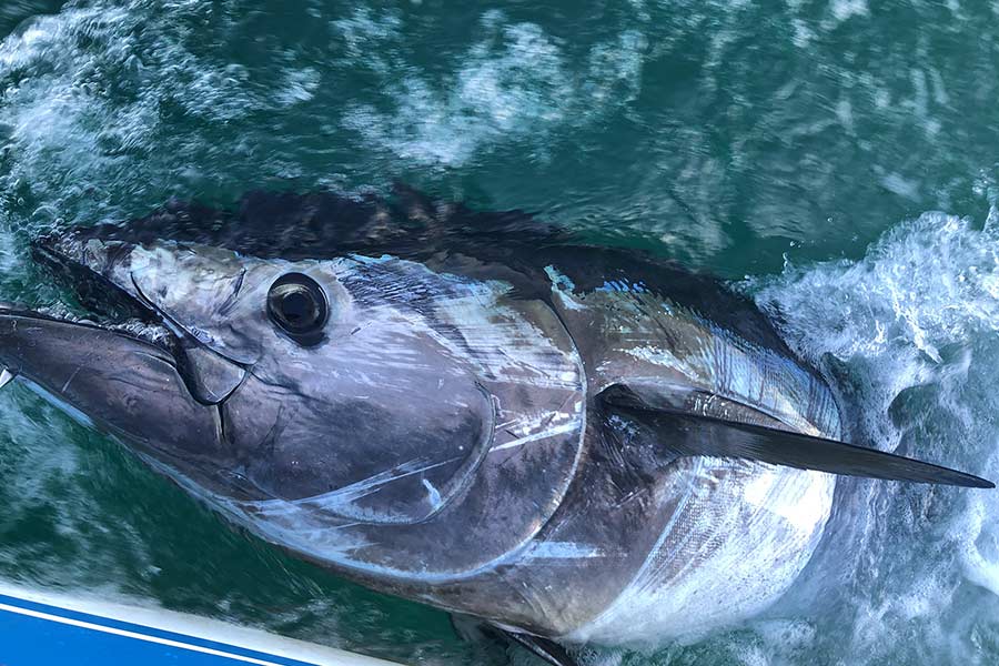 Bluefin Tuna Fishing Tackle