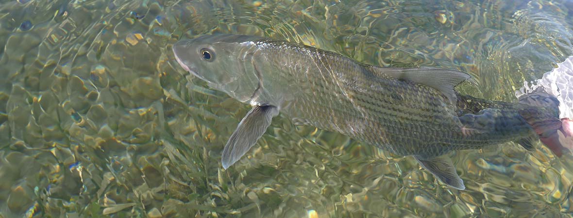 Bonefish Fishing Tackle, Gear & Equipment