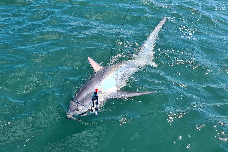 Thresher shark in the water by the boat, about to be released