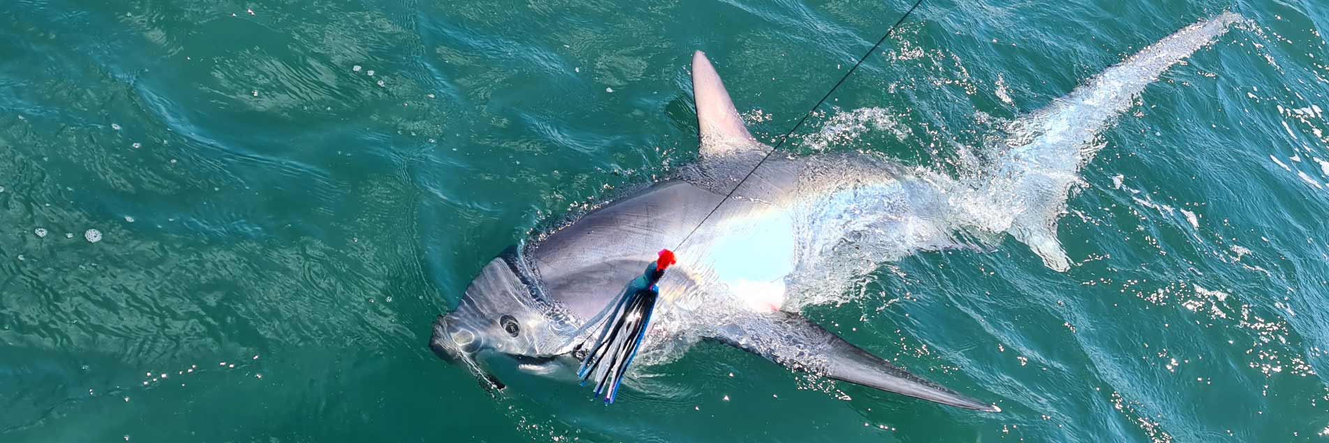 Thresher shark in the water by the boat, about to be released