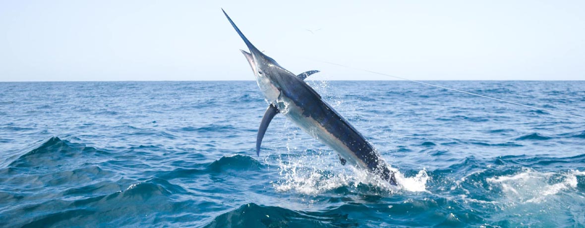 Sunset Fishing Rods & Tackle