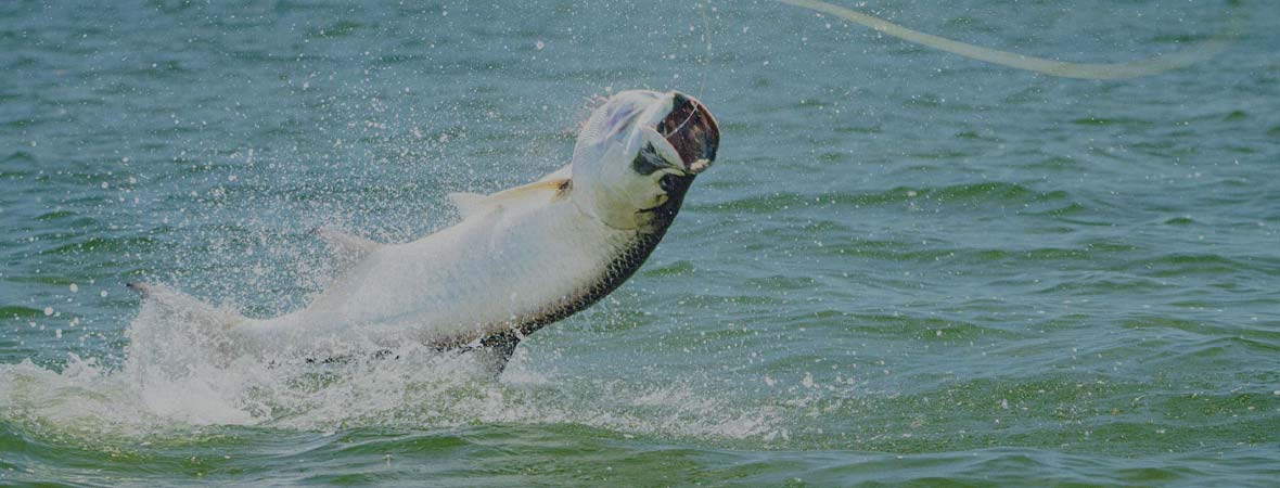 Tarpon Fishing Tackle, Gear & Equipment