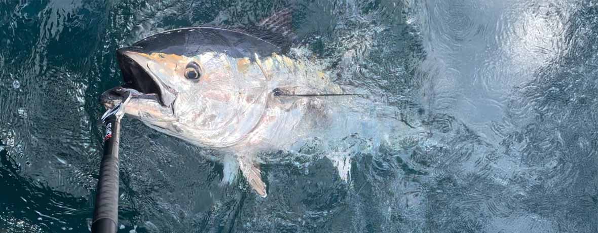 Commercial Tuna Fishing Rods, Reels & Gear