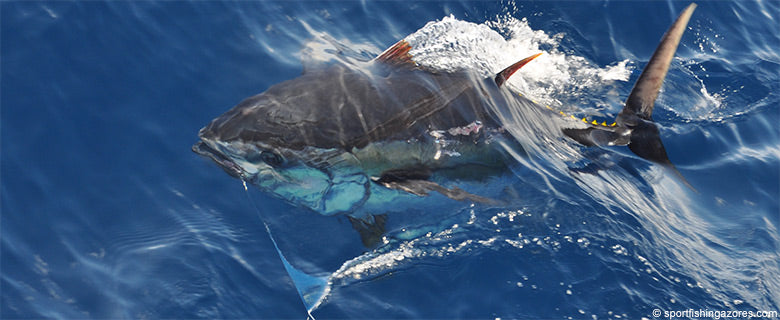 Big Game Fishing Trolling Lures 6 - 9 inches