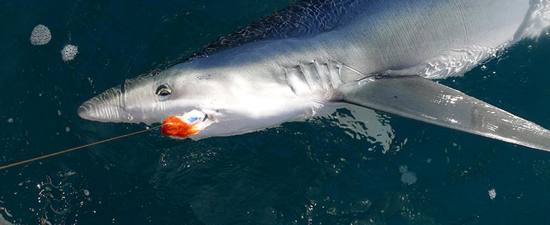 AFW (American Fishing Wire) Tackle