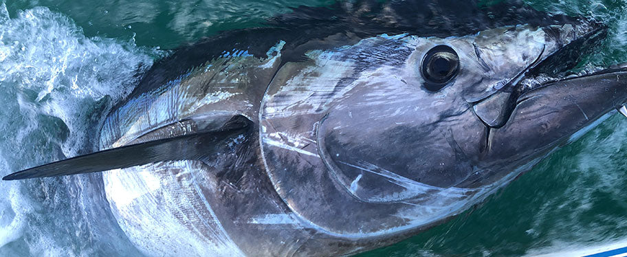 Bluefin Tuna Fishing Tackle & Equipment