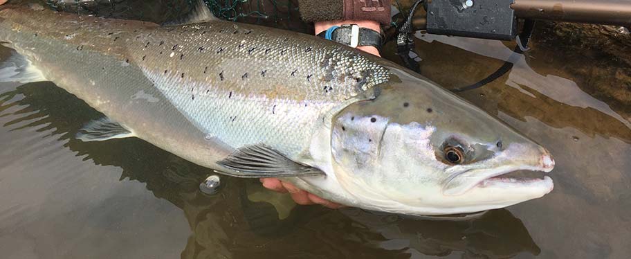 Salmon Fly Fishing Tackle, Clothing & Accessories