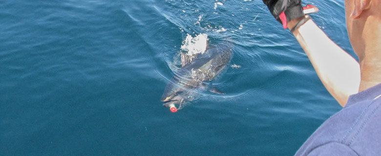 Fluorocarbon, Monofilament & Wire Leader Materials