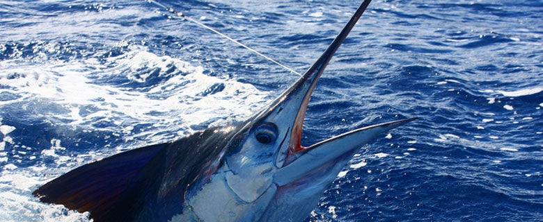 Momoi Fishing Line, Leaders & Accessories