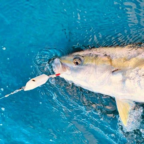 fat fishing lure with scoop Samson Fat Minnow Lure
