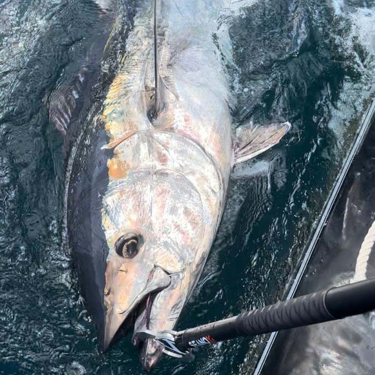 Seanox Tuna and Big Game Fish Grip