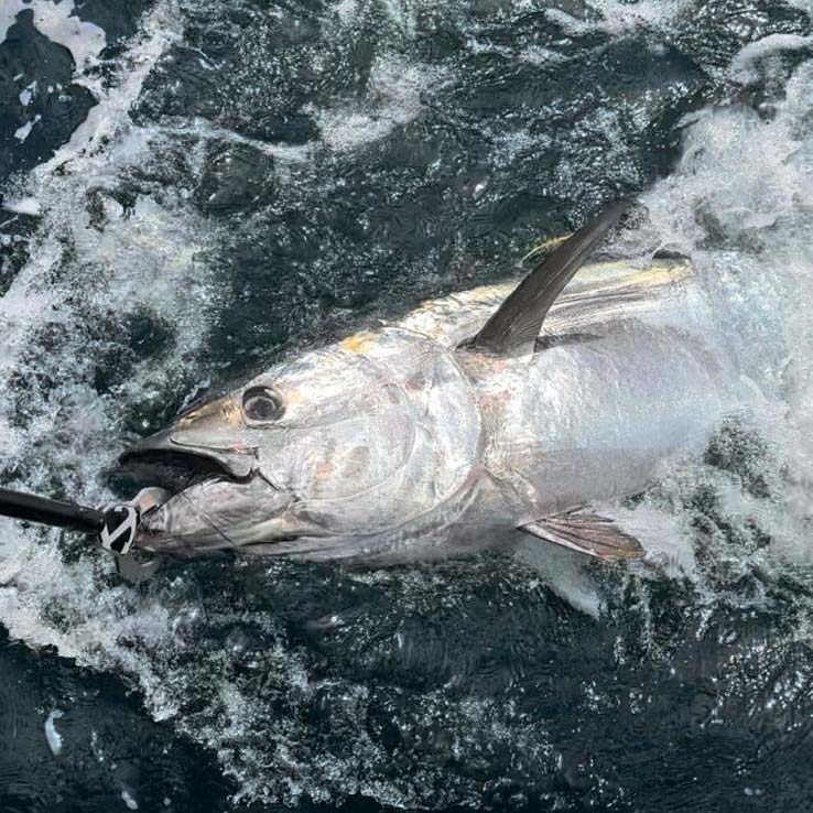 Seanox Tuna and Big Game Fish Grip