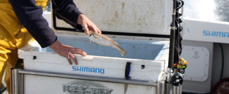 Shark Chumming Kit & Bait Preparation