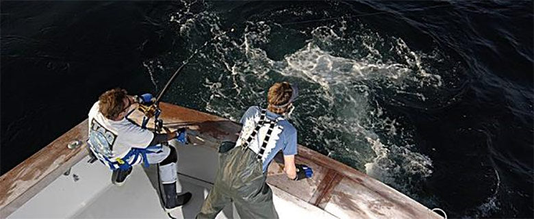 Shark Fishing Harnesses, Fighting Belts & Pads