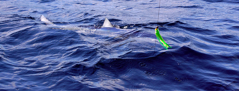 Shark Fishing Lures